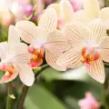 Орхидея - засаждане, поливане, торене