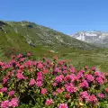 Пресаждане и саксия на Алпийска роза