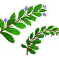 Амфора