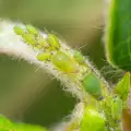 Зелена ябълкова листна въшка