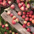 Засаждане на ябълкови фиданки