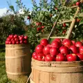 Отглеждане на ябълки в градината