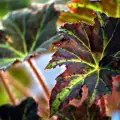 Звездолистна бегония (Begonia heracleifolia)