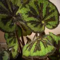 Бегония железен кръст или Бегония Мейсън (Begonia M asoniana)
