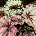 Маншетна бегония (Begonia Manicata)