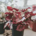 Царска бегония (Begonia rex)