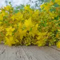 Отглеждане на жълт кантарион в градината
