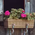Подходящи цветя за сандъчета