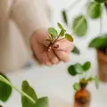 Какво е резник и как се прави?