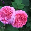 Вредители по роза дамасцена