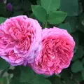 Роза Дамасцена