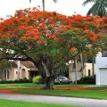 Огнено дърво (Delonix Regia)