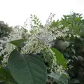 Бяла японска лиана