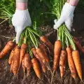 Как да съхраняваме кореноплодни зеленчуци през зимата