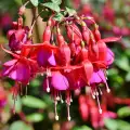 Бегония Фуксия (Begonia fuchsioides)