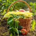 Как да ползваме йод срещу болести и вредители в градината