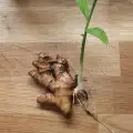Как се делят коренища