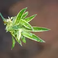 Зелена Лилия - засаждане и отглеждане