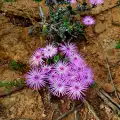 Лампрантус (Lampranthus)