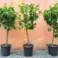Закупуване и размножаване на стайно цитрусово растение