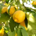 Как да отгледаме лимонено дръвче