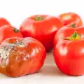 Признаци на бяло гниене на домати