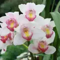 Видове орхидеи