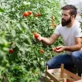 Как да си засадим домати