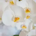 Болести по орхидея фаленопсис