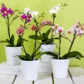 Отглеждане на орхидея Катлея