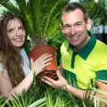 Как да отгледаме палма в саксия