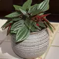 Пеперомия (Peperomia obtusifolia)