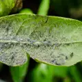 Листни въшки по растенията - как да се справим?