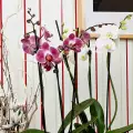 Как се полива орхидея Фаленопсис?
