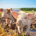 Свински тор - ползи и приложения в градината