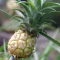 Как да си посадим ананас