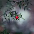 Рускус