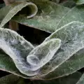 Какво трябва да знаете за растението стахис