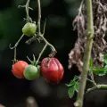 Вредители по доматите