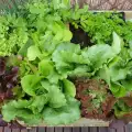 Лесни за отглеждане зелени салати