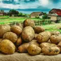 Какво се прави, ако нематод нападне картофите