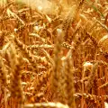 Болести по пшеницата