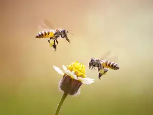 Благоприятния растения за пчелите