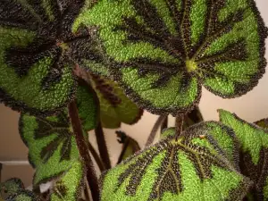 Бегония железен кръст или Бегония Мейсън (Begonia M asoniana)