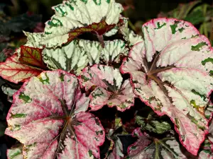 Маншетна бегония (Begonia Manicata)