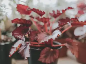 Царска бегония (Begonia rex)