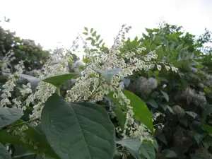 Бяла японска лиана