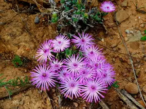Лампрантус (Lampranthus)