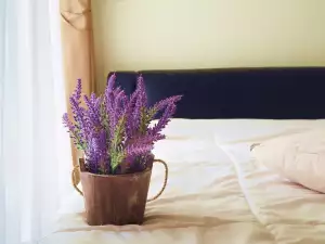 Най-добрите растения за спалнята