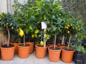 Вредители по лимоните в саксия